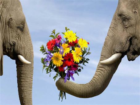 Image du produit Pracht Diamond Painting Eléphants avec des fleurs 30 x 40 cm avec cadre