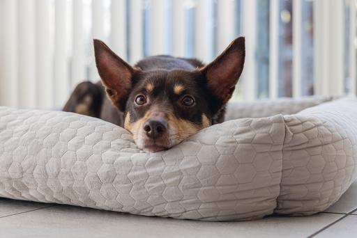Actual product image Karlie Lounger bed Velvet (Dog)