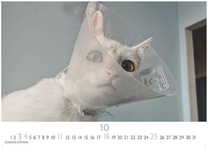 Produktbild Funny Cats 2026 S 24x35cm (24 x 35 cm, Deutsch)