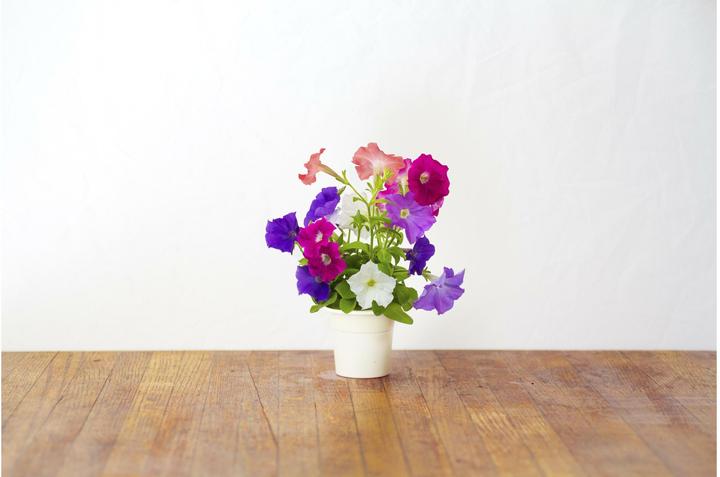 Produktbild Click and Grow Petunia (Blumensamen)