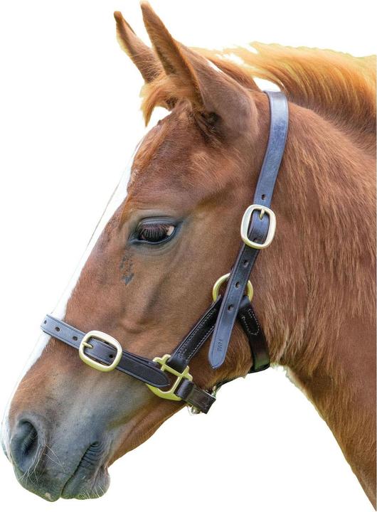 Actual product image Universal Textiles Horse Halter Leather Adjustable