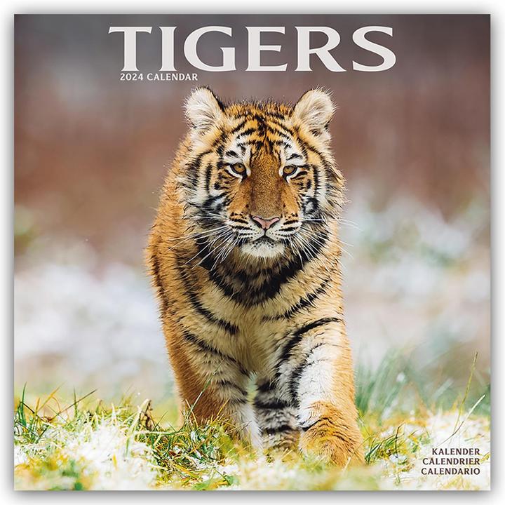 Produktbild Tigers - Tiger 2024 - 16-Monatskalender (30.5 x 30.5 cm, Deutsch)