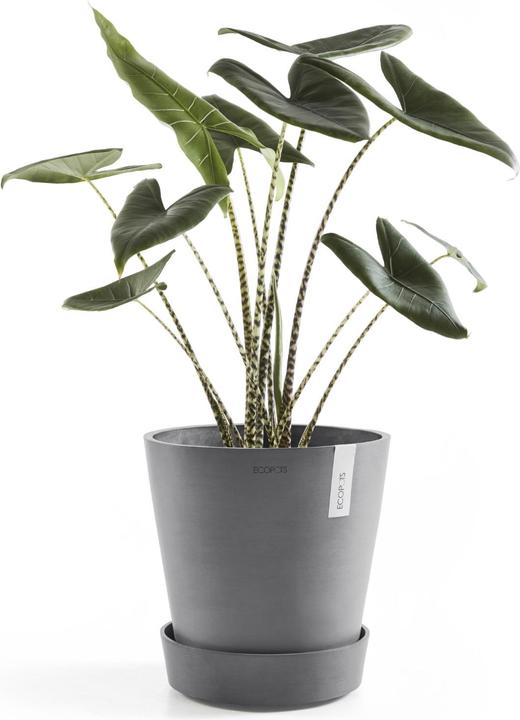 Immagine prodotto Ecopots Piattino su ruote