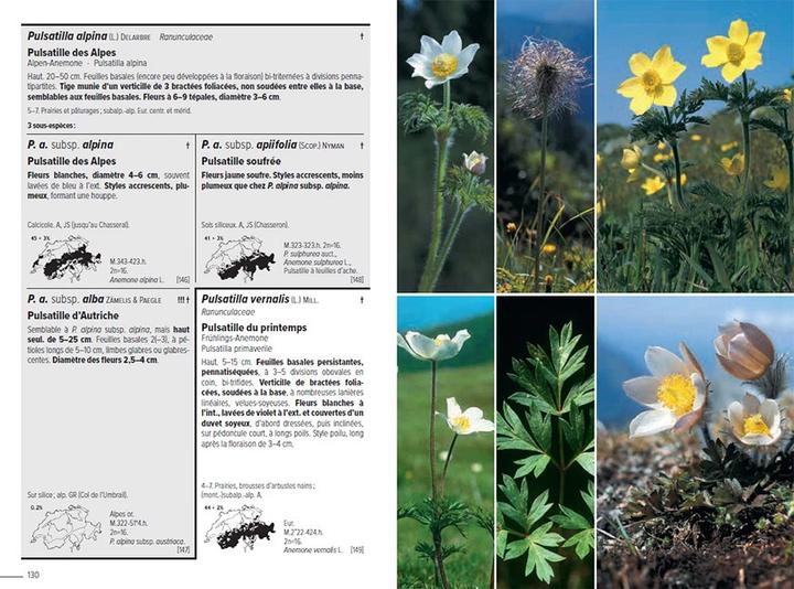 Image du produit Flora Helvetica - Flore illustrée de Suisse (Français, Andreas Gygax, Konrad Lauber, Gerhart Wagner, 2024)