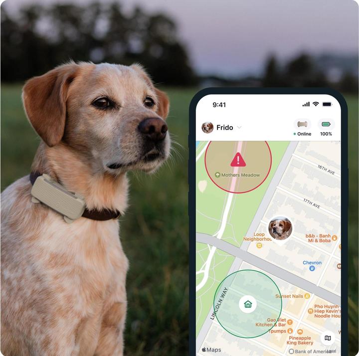 Produktbild Tractive GPS Tracker Dog 6 (Hund)