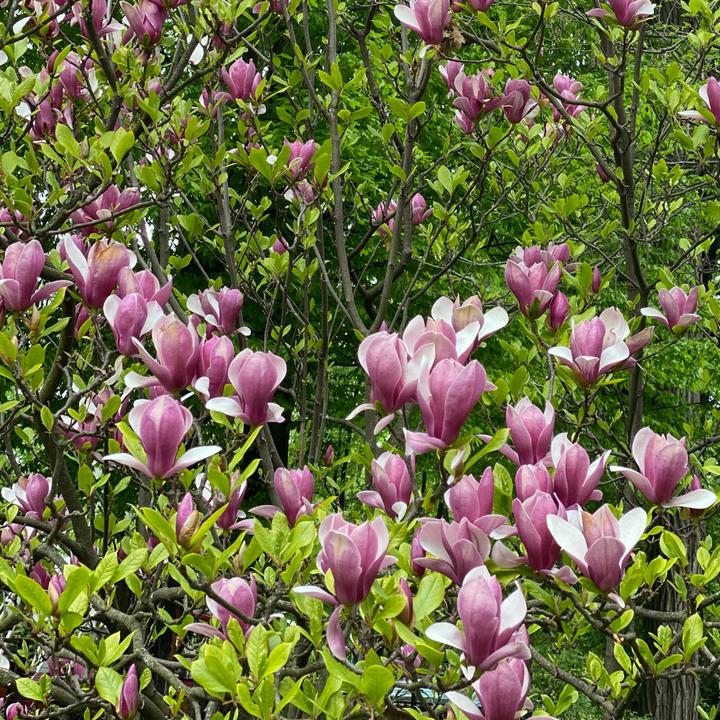 Actual product image Plant in a Box Magnolia Susan - Set of 3 Magnolia (25 cm)