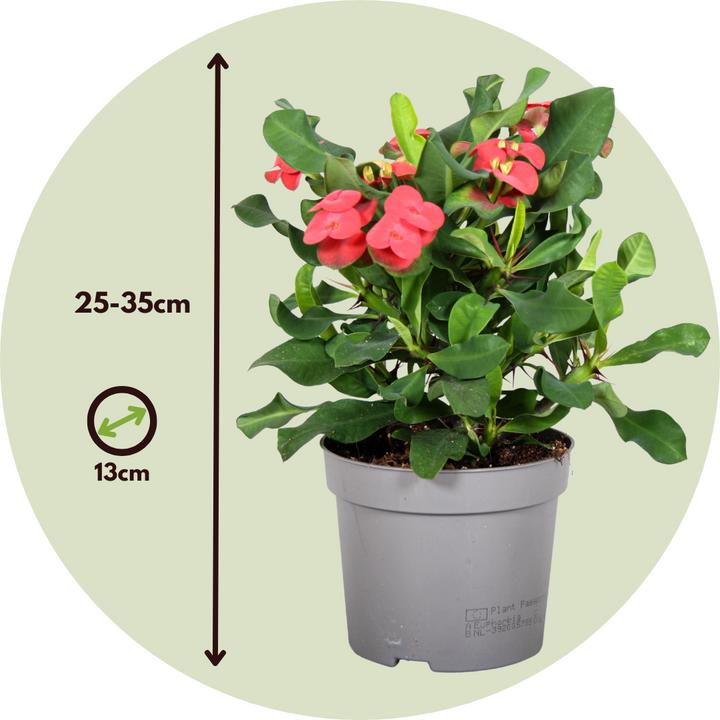 Actual product image Plant in a Box Euphorbia Milii - Honey locust (25 cm)