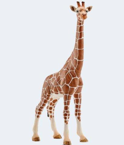 Image du produit Schleich Girafe femelle