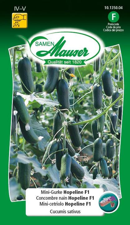 Actual product image Samen Mauser Mini-Gurke Hopeline F1 (Vegetable seeds)