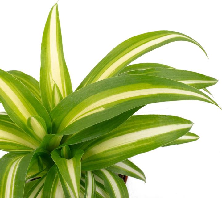 Actual product image Flowerbox Green lily - height ca. 15 cm, pot-Ø 6 cm - Chlorophytum Comosum Variegata (15 cm)