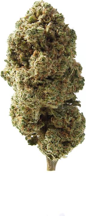 Immagine prodotto Herba di Berna Cannatonic Indoor (3.50 g, Interno)