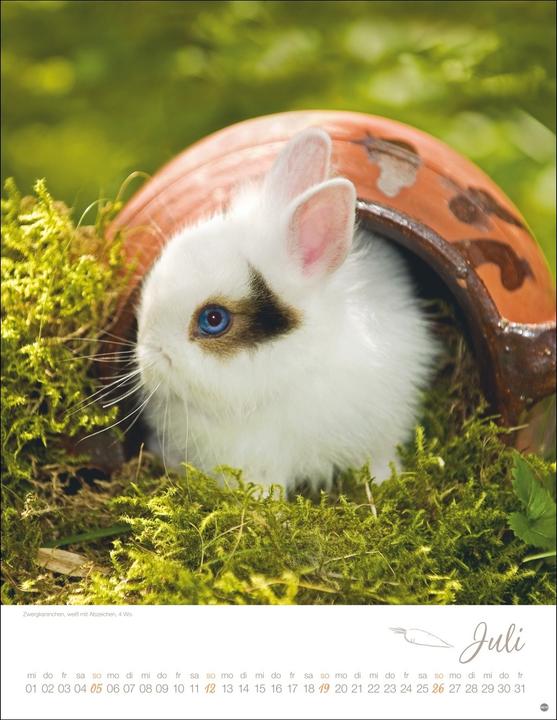 Produktbild Kaninchenkinder Posterkalender 2026 (34 x 44 cm, Harter Einband, Deutsch)