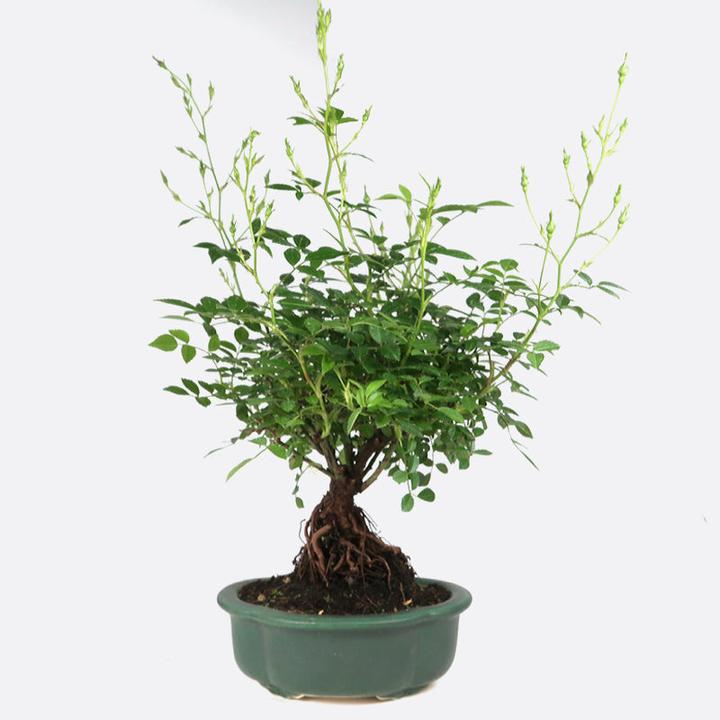 Produktbild Bonsai.ch Prunus malaheb Felsenkirsche (14 cm)