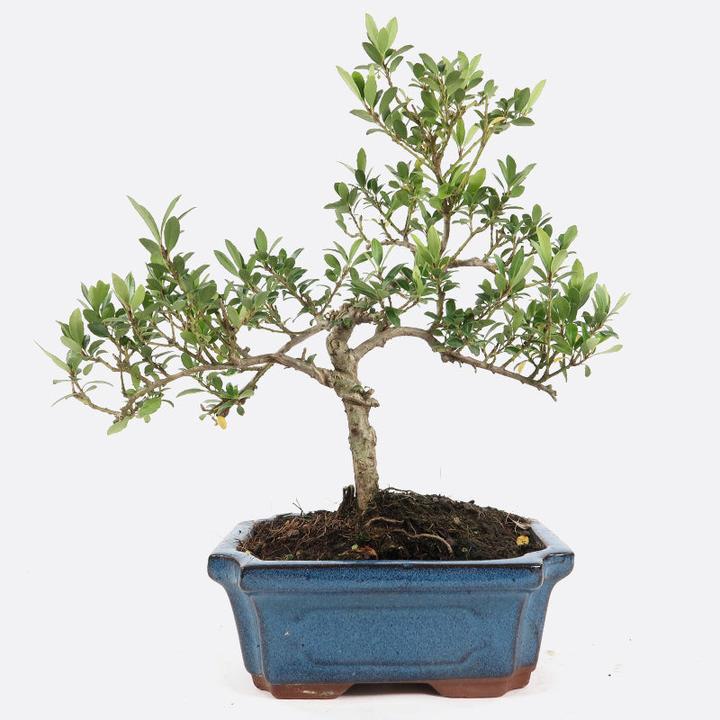 Produktbild Bonsai.ch Ilex crenata Japanische Stechpalme
