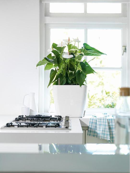 Produktbild Lechuza Quadro LS (35.50 cm)