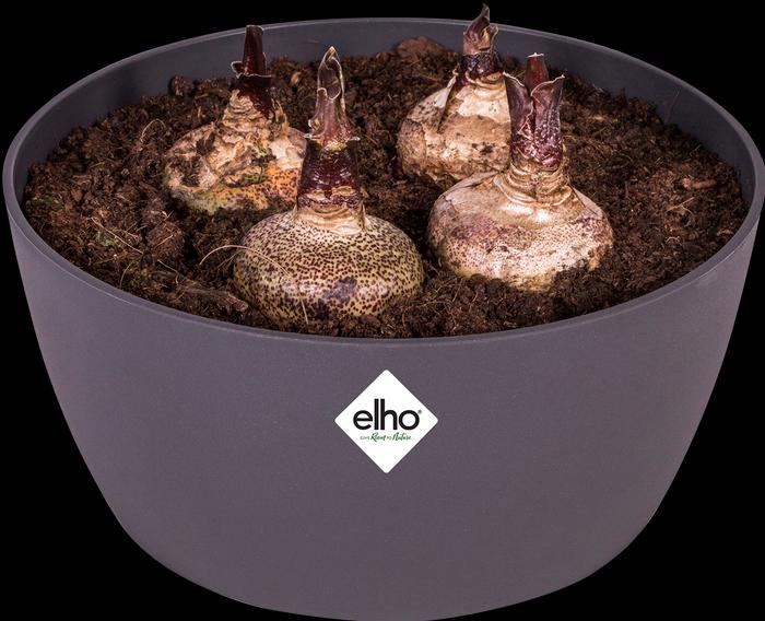 Produktbild Elho Brussels Bowl (22.90 cm)