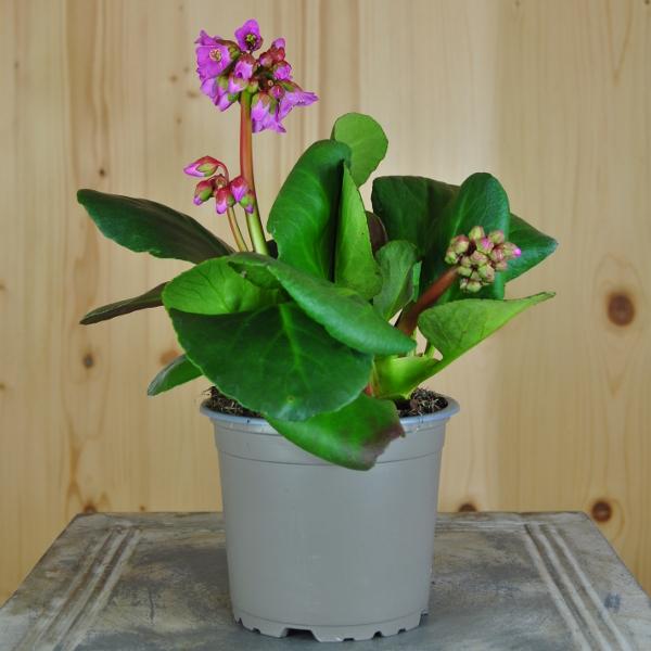 Produktbild Säntispracht 4 er Set, Die dauerhafte Bergenie in Pink - Bergenia Cultivars Rosenkristall (40 cm)