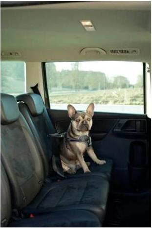 Produktbild Kerbl Autosicherheitsgeschirr (Hund, Sicherheitsverschluss)