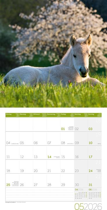 Produktbild Pferde Kalender 2026 - 30x30 (30 x 30 cm, Harter Einband, Deutsch)