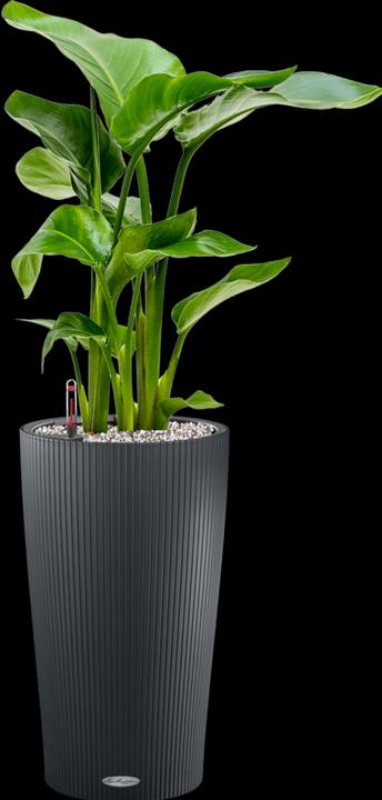 Actual product image Mahaloplants Strelitzia nicolai (65 cm)