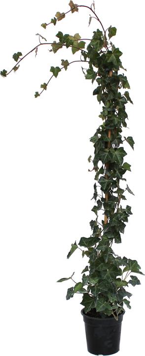 Actual product image Zulauf Irish ivy (125 cm)
