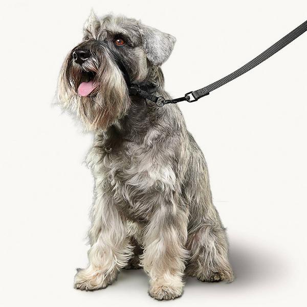 Produktbild beaphar Halsband Gentle Leader, S, schwarz (S, Hund)