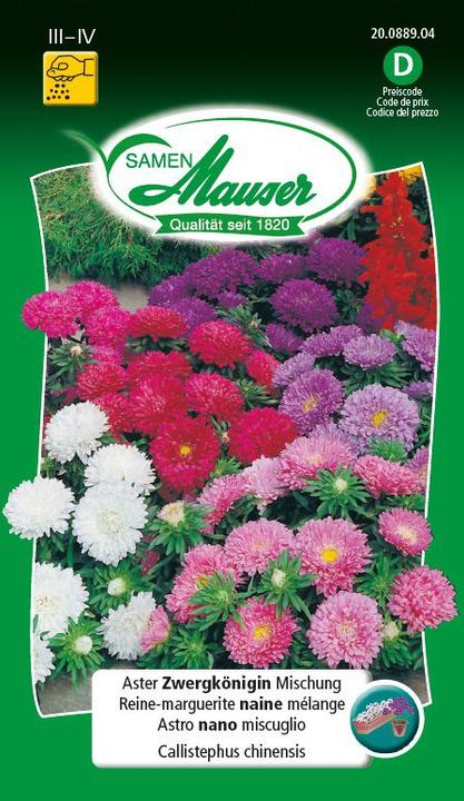 Aster Zwergkönigin Mischung (Pflanzensamen)