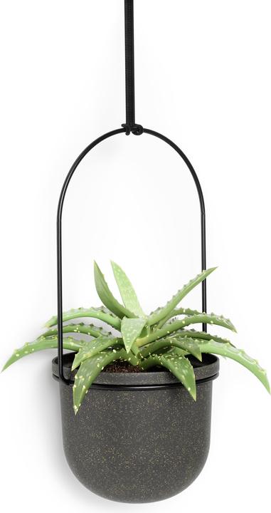 Actual product image Umbra Triflora (137 cm)