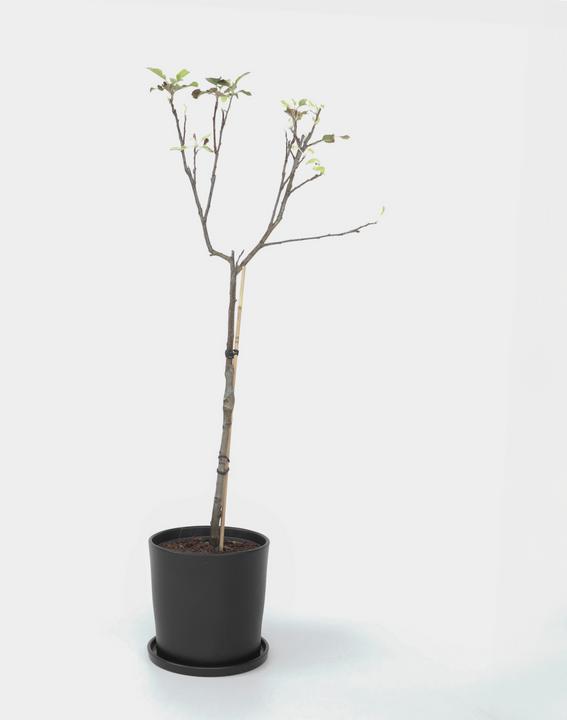 Produktbild Plant in a Box Malus domestica 'Elstar' - Apfelbaum (90 cm)
