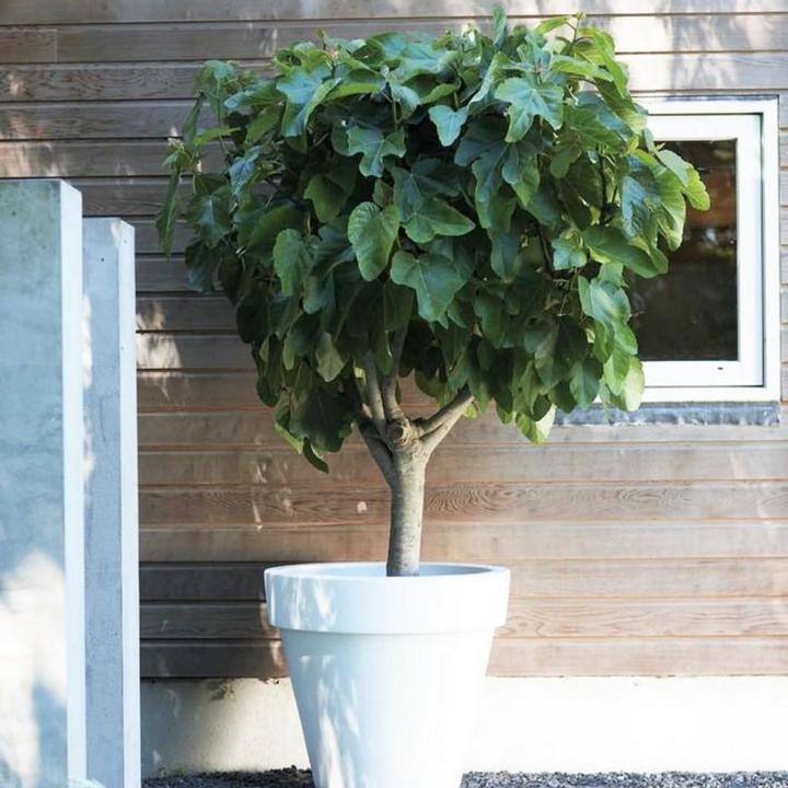 Immagine prodotto Plant in a Box Ficus carica 'Brown Turkey' - set di 2 alberi di fico (25 cm)