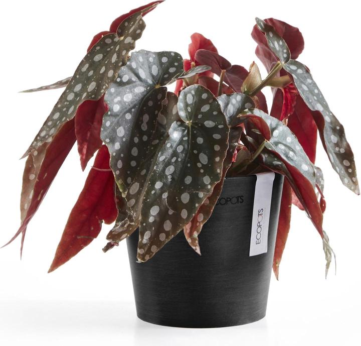 Produktbild Ecopots Amsterdam Mini (13 cm)