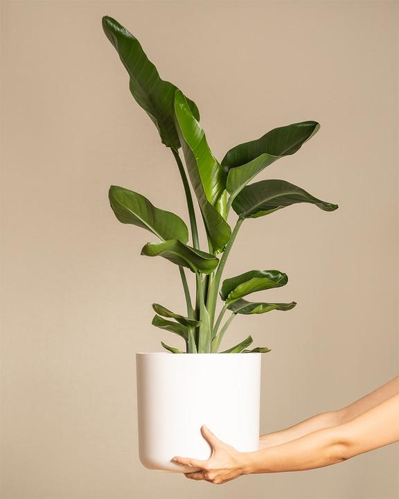 Immagine prodotto feey Strelitzia XL (110 cm, Appena rinvasata)