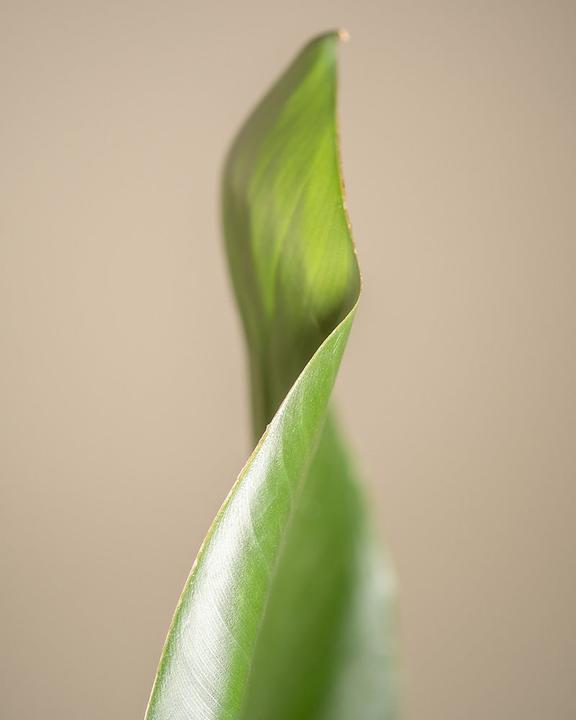 Immagine prodotto feey Strelitzia XL (110 cm, Appena rinvasata)