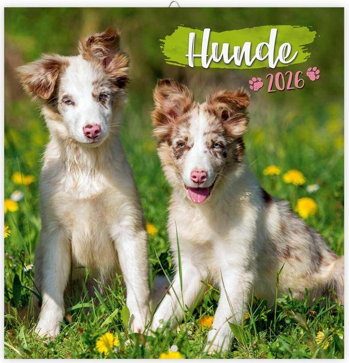 Produktbild BroschürenkalenderHunde2026 (30 x 30 cm, Harter Einband, Deutsch)