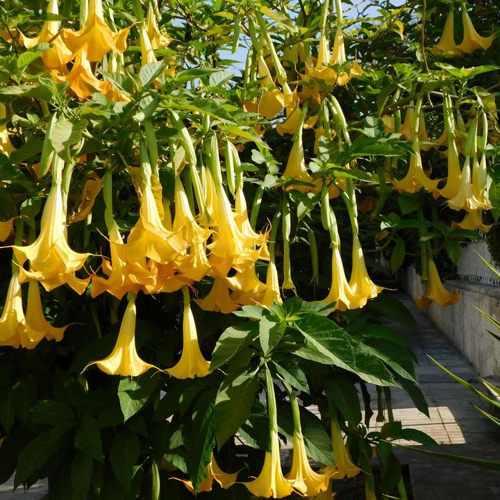 Image du produit Plant in a Box Brugmansia versicolor, sanguinea, suaveolens - Lot de 6 trompettes des anges (25 cm)