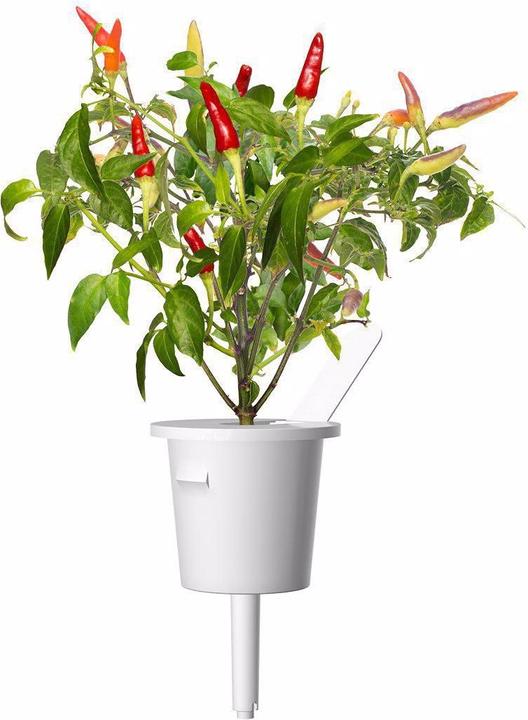 Immagine prodotto Click and Grow Semi Peperoncino rosso (Semi di verdura)