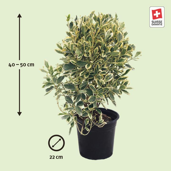 Produktbild Zulauf Japanischer Spindelstrauch / Euonymus j. 'Kathy' (50 cm)