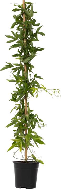 Actual product image Plant in a Box Passiflora x violacea 'Victoria' - Passion flower (110 cm)