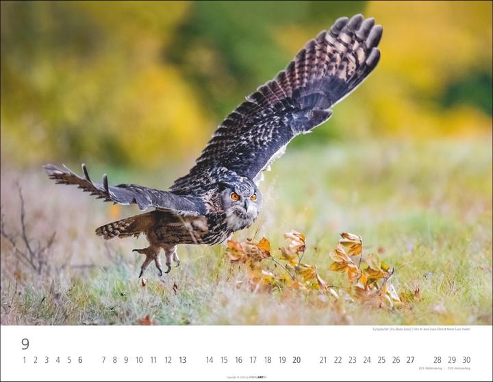Actual product image Eulen Kalender 2026 (44 x 34 cm, Hardcover, German, English)