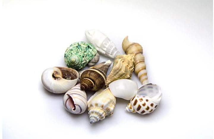 Actual product image Hobby Aquarium Decoration Snail Shells Sea Shells Set M 10 pieces (other items)