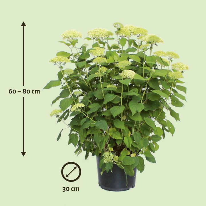 Immagine prodotto Zulauf Schneeball-Hortensie / Hydrangea arbor. 'Annabelle' (50 cm)