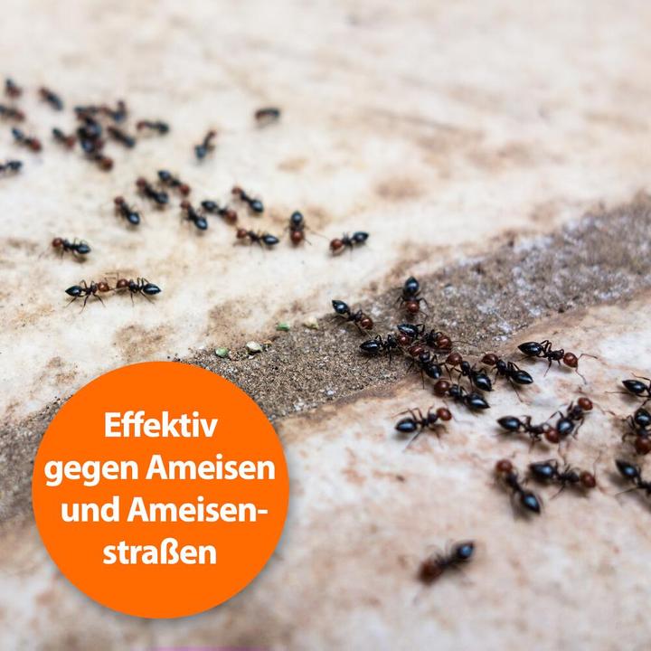 Actual product image Ardap Ant spray Zerst. (500 ml)