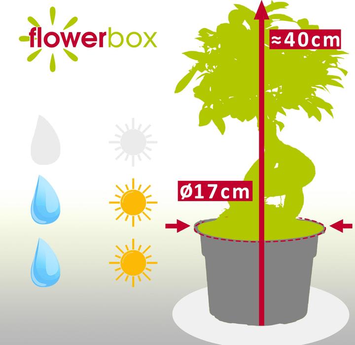 Produktbild Flowerbox Chinesische Feige - Ficus Ginseng (40 cm)