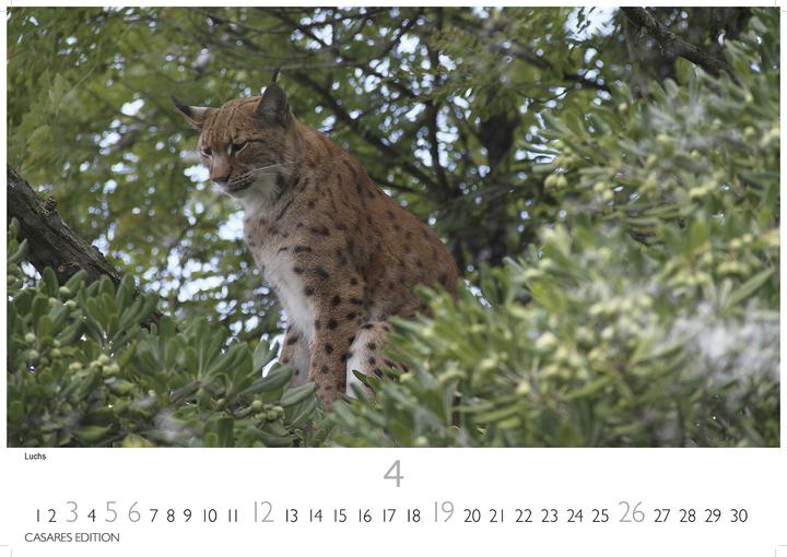 Immagine prodotto Big Cats 2026 S 24x35cm (24 x 35 cm, Tedesco)