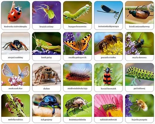 Actual product image Adamigo Insects and spiders game Polish memory