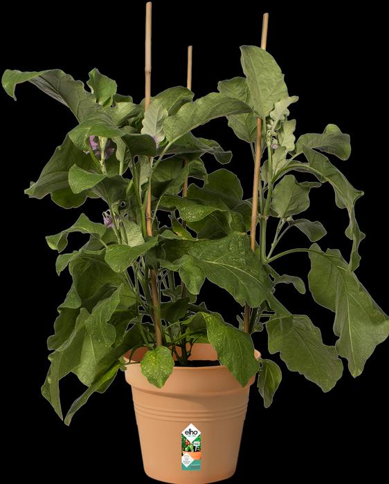 Image du produit Elho Vert de base (21 cm)