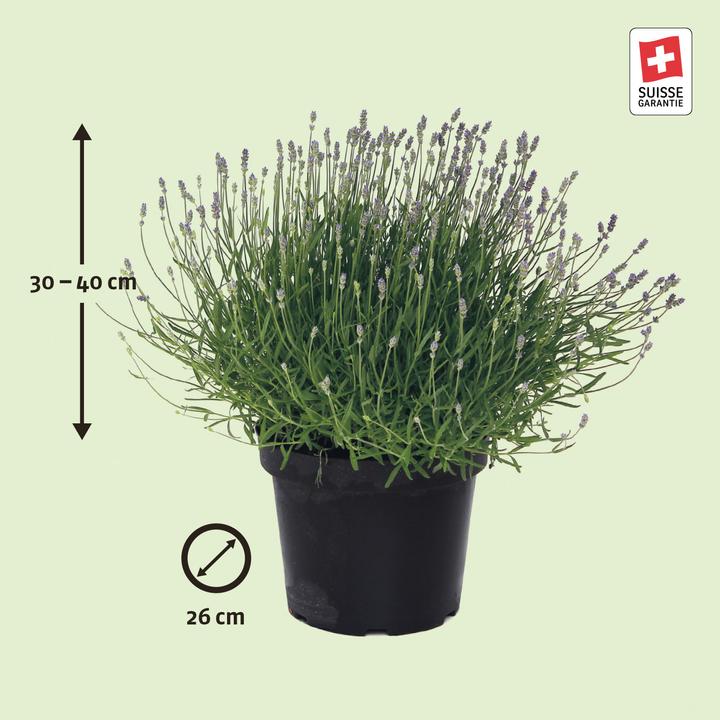 Produktbild Zulauf Lavendel / Lavandula angust. 'Hidcote' (30 cm)