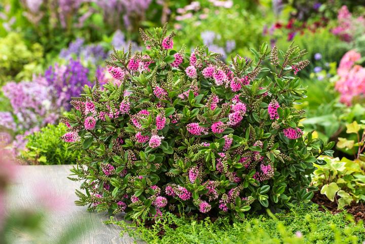 Produktbild Plant in a Box Hebe All Blooms 'Samona' - (30 cm)