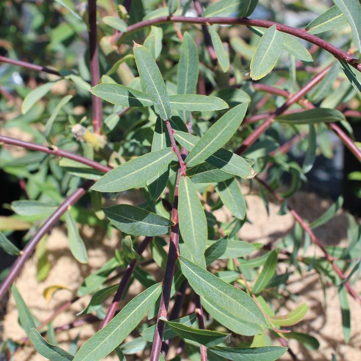 Produktbild Zulauf Purpur-Weide / Salix purpurea (50 cm)