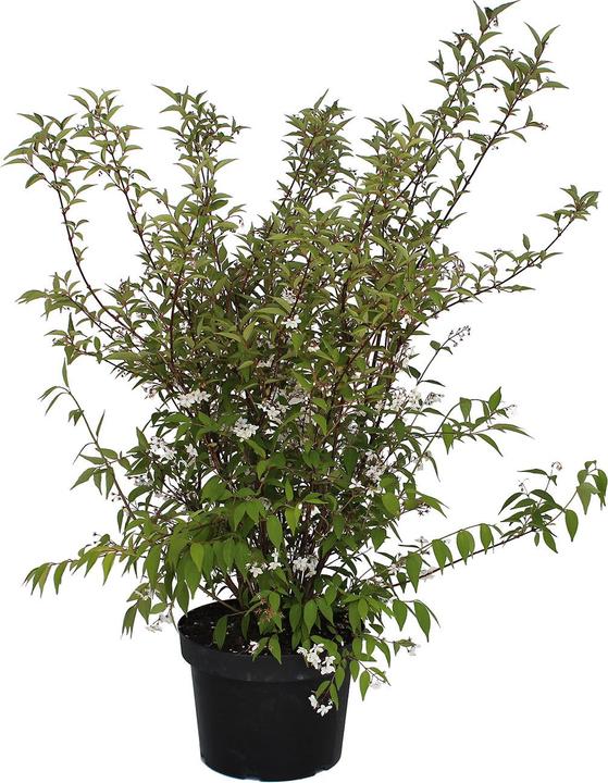Immagine prodotto Zulauf Kalmien-Deutzie / Deutzia purp. 'Kalmiiflora' (100 cm)